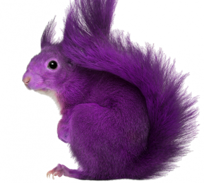 purple-squirrel2